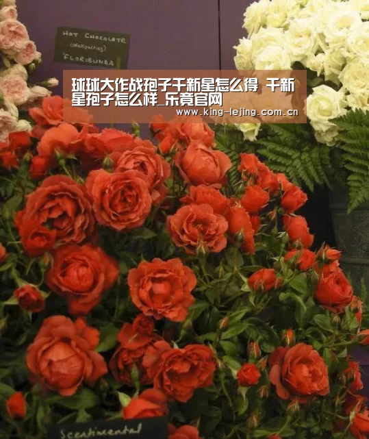 乐竟体育